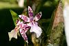 Orchids around the Yard.-dsc04742-miltonia-bluntii-unmarked-share-jpg