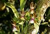 Orchids around the Yard.-dsc04740-oncidium-schroederianum-unmarked-share-jpg