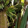 Orchids around the Yard.-dsc00154-specklinia-costaricensis-unmarked-share-jpg