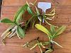 Doritis pulcherrima var. coerulea Yellow Leaves-img_5502-jpg