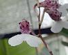 Cannot remember type of orchid.-rodriguezia-decora-1-jpg