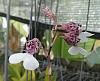 Cannot remember type of orchid.-rodriguezia-decora-2-jpg