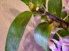 Yellowing leaf on Dendrobium Nobile-20230311_122941-jpg