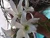 Mystery Dendrobium----- ID sought-den-mystery2-jpg