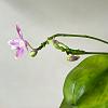 Phalaenopsis speciosa-c3fdd2b5-9f07-4b4d-8c98-11e96df54a08-jpg