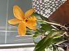 When has an orchid &quot;bloomed&quot; for naming purposes?-img_4678-jpg