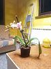 *URGENT* GOT A DYING ORCHID-img_20230324_202533-jpg