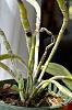 Black spot on Dendrobium cane-877099f7-1653-43c6-b0c8-1c5fda0835be-jpg