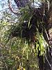 wild encyclia tampensis in my neighborhood!!!confirmed-img_4647-jpg