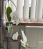 11 mths Phalaenopsis still flowering-ad1402c9-156e-490b-a6b8-6e119f1619f0-jpg