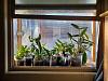 My little window greenhouse-20230108_082055-jpg