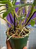 Orchid Repotting-orchid-1-jpg