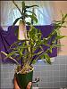 Orchid Repotting-orcid-1a-jpg