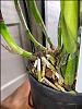 Orchid Repotting-orchid-2-jpg