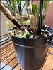 Orchid Repotting-orchid-3-jpg