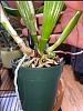 Orchid Repotting-orchid-4-jpg