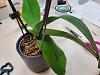 Phal from TJs in  bloom but not doing well after repotting-20230415_144314-jpg