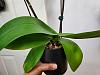Phal from TJs in  bloom but not doing well after repotting-20230415_143956-jpg