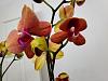 Phal from TJs in  bloom but not doing well after repotting-20230415_144008-jpg