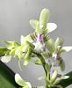 First bloom of Phalaenopsis japonica-7c3c549c-30ef-4520-a974-588940726619-jpg
