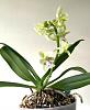 First bloom of Phalaenopsis japonica-1f3abc82-9207-44c1-86e5-dcd0928356d6-jpg