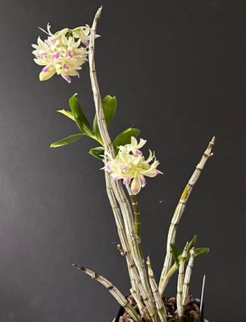 Dendrobium amethystoglossum-88052787-41db-44e6-ae1f-6e3d2714ae5d-jpg