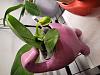 Repotting a Phal with buds-20230504_112520-jpg