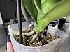 Need help identifying these spots on Phalaenopsis leaves-7c707b6e-2c56-44d0-8db0-0f663a3e7700-jpg