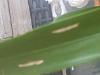 Spider Mite Damage???-20230516_150423-jpg