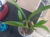 Spider Mite Damage???-20230517_141704-jpg