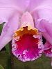 Cattleya mossiae-mossiae-05-may23-jpg