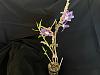Dendrobium victoria reginae - only leafless canes?-denvictoriareginae2-jpg
