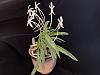 Dendrobium victoria reginae - only leafless canes?-neofinetia1-jpg