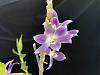 Dendrobium victoria reginae - only leafless canes?-denvictoriareginae3-jpg