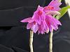 Dendrobium glomeratum blooms-glomeratum2-jpg