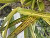Epidendrum radiatum ID Disease on Leaves-img_0825-jpg