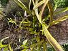 Epidendrum radiatum ID Disease on Leaves-img_0830-jpg