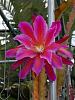 Not only orchids in my back yard...-epiphyllum-cranberry-punch-1-jpg