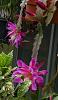 Not only orchids in my back yard...-epiphyllum-cranberyy-punch-2-jpg