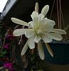 Not only orchids in my back yard...-white-epiphyllum-jpg