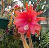 Not only orchids in my back yard...-red-epiphyllum-jpg