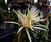 Not only orchids in my back yard...-white-epiphyllum-jpg
