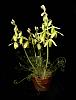 Not only orchids in my back yard...-albuca-spiralis-1-jpg