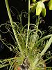 Not only orchids in my back yard...-albuca-spiralis-2-jpg