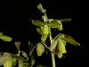 Not only orchids in my back yard...-albuca-spiralis-3-jpg