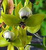 Extra floral nectaries on Catasetum?-20-eddscn7854-jpg