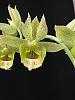 Unknown Catasetum Species-catasetum-1-jpg