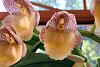 Catasetum in Bloom!-catasetum-june-2023-em-jpg