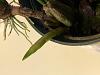 Bulbophyllum Elizabeth Ann Buckleberry Spike?-img_1646-jpg