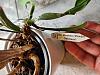 Cattleya crawling out of its pot-20230616_131525-jpg